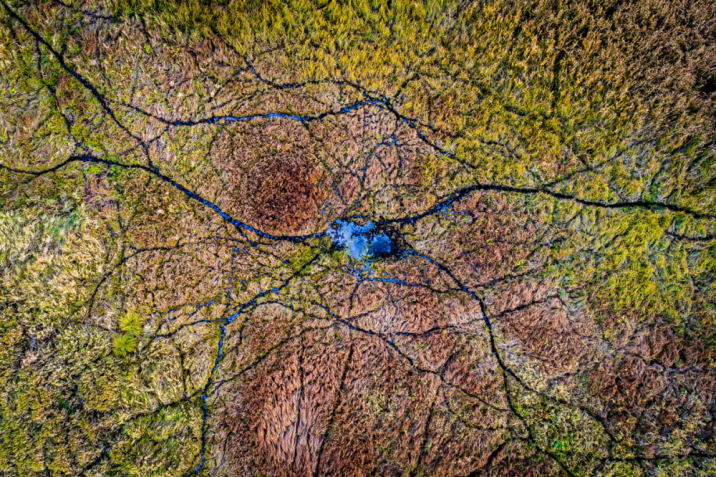 Mokradła widziane z lotu ptaka, jak neuronowa sieć (Fot. Łukasz Gwiździel)
